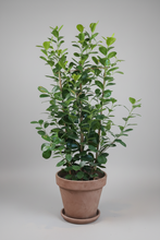 Last inn bildet i Galleri-visningsprogrammet, Ficus microcarpa Moclame