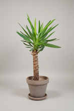 Last inn bildet i Galleri-visningsprogrammet, Yucca elephant