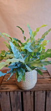 Last inn bildet i Galleri-visningsprogrammet, Phlebodium aureum