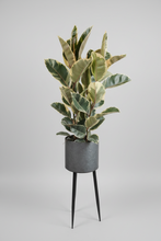 Load image into Gallery viewer, Ficus elastica Tineke