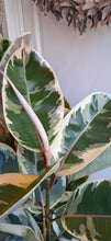 Load image into Gallery viewer, Ficus elastica Tineke
