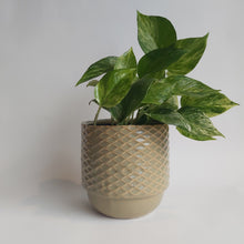 Last inn bildet i Galleri-visningsprogrammet, Krukke
