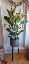 Load image into Gallery viewer, Ficus elastica Tineke

