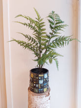 Last inn bildet i Galleri-visningsprogrammet, Silkeblomst Bregne
